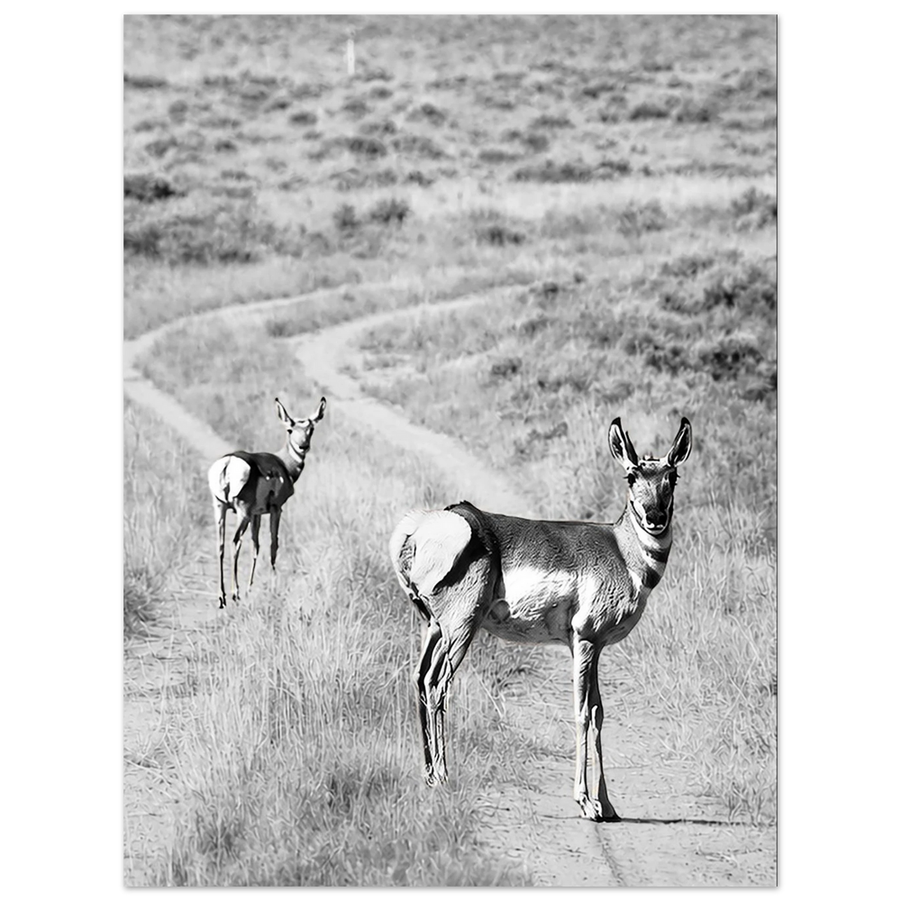 Pronghorn on the Road by Robert Moss – Fine Art Photography Print
