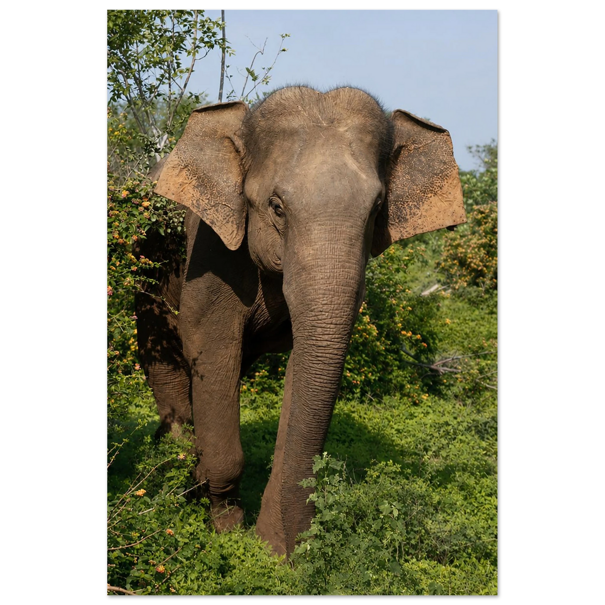 Shy Elephant in the Flowers by Robert Moss – Fine Art Photography Print