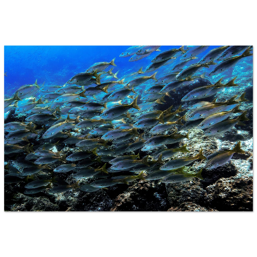 School of Fish over Volcanic Reef by Robert Moss – Fine Art Photography Print