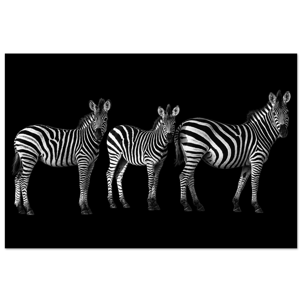 Three zebras in South Africa in a black-and-white wildlife photograph – Fine Art Photography Print