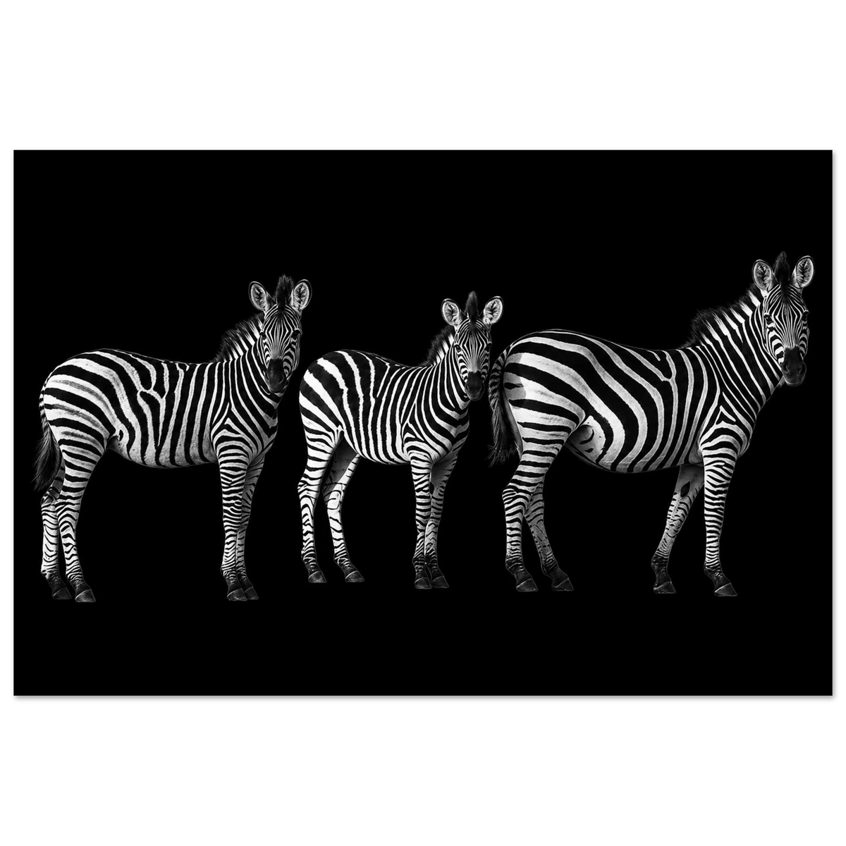 Three zebras in South Africa in a black-and-white wildlife photograph – Fine Art Photography Print