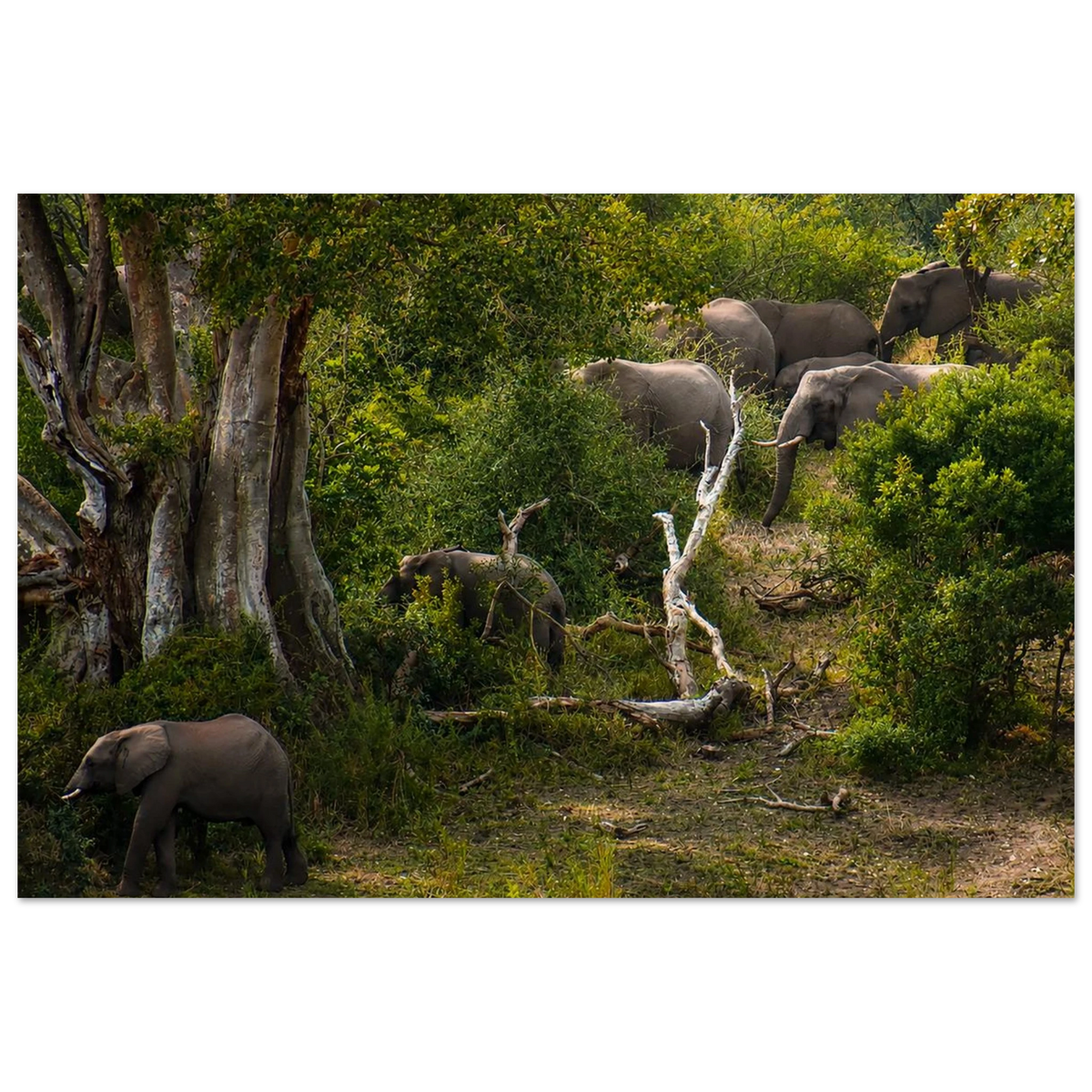 Elephant