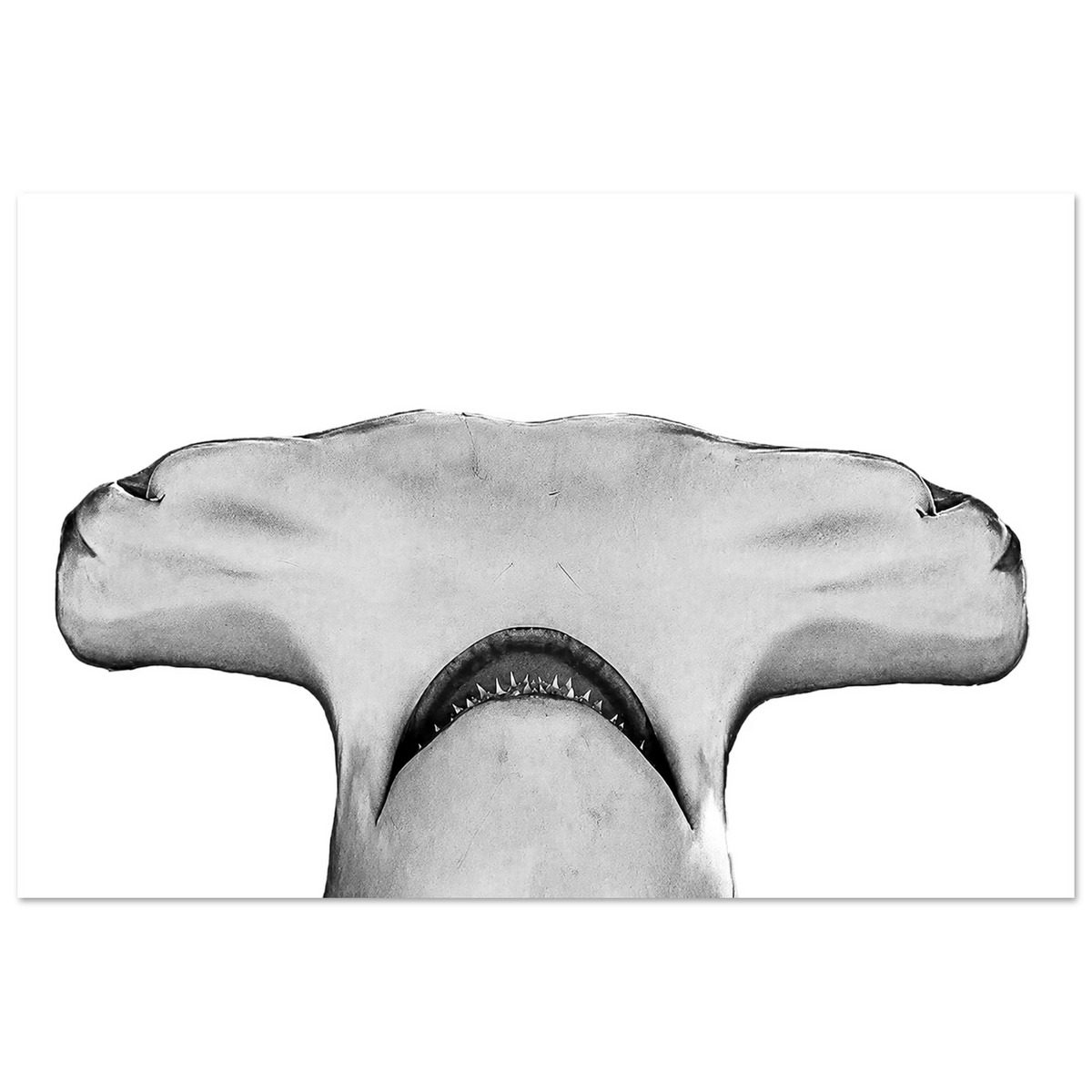 Great Hammerhead Shark by Robert Moss – Fine Art Photography Print