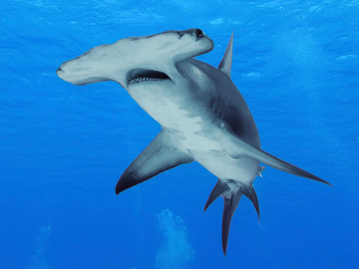 Shark Importance, How Moss Apparel Helps MOSS