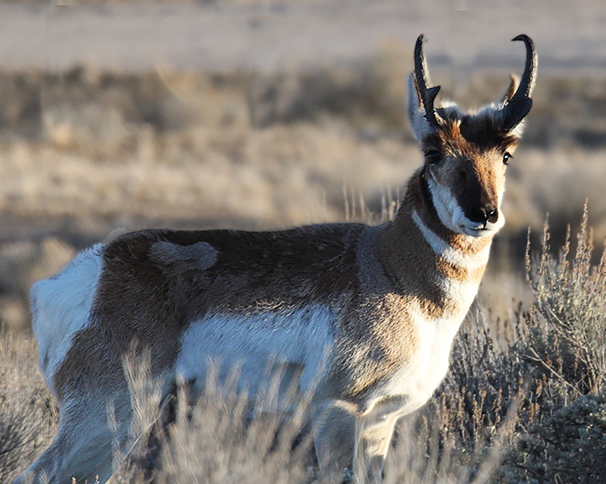 Pronghorn Conservation in the United States, How Moss Apparel Helps MOSS