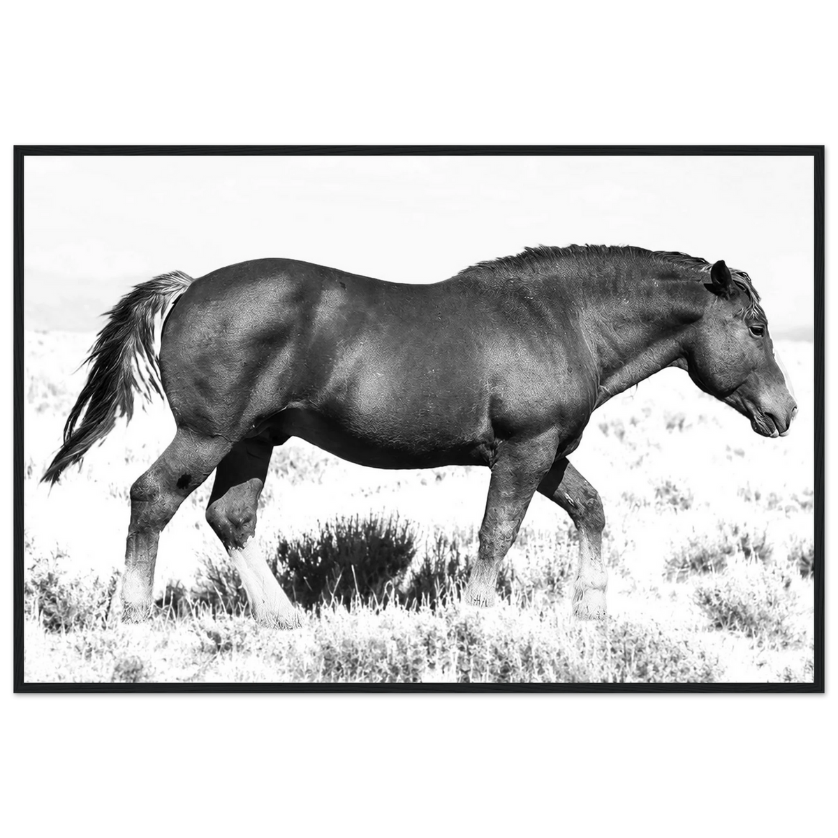 Wild Mustang by Robert Moss – Fine Art Photography Print