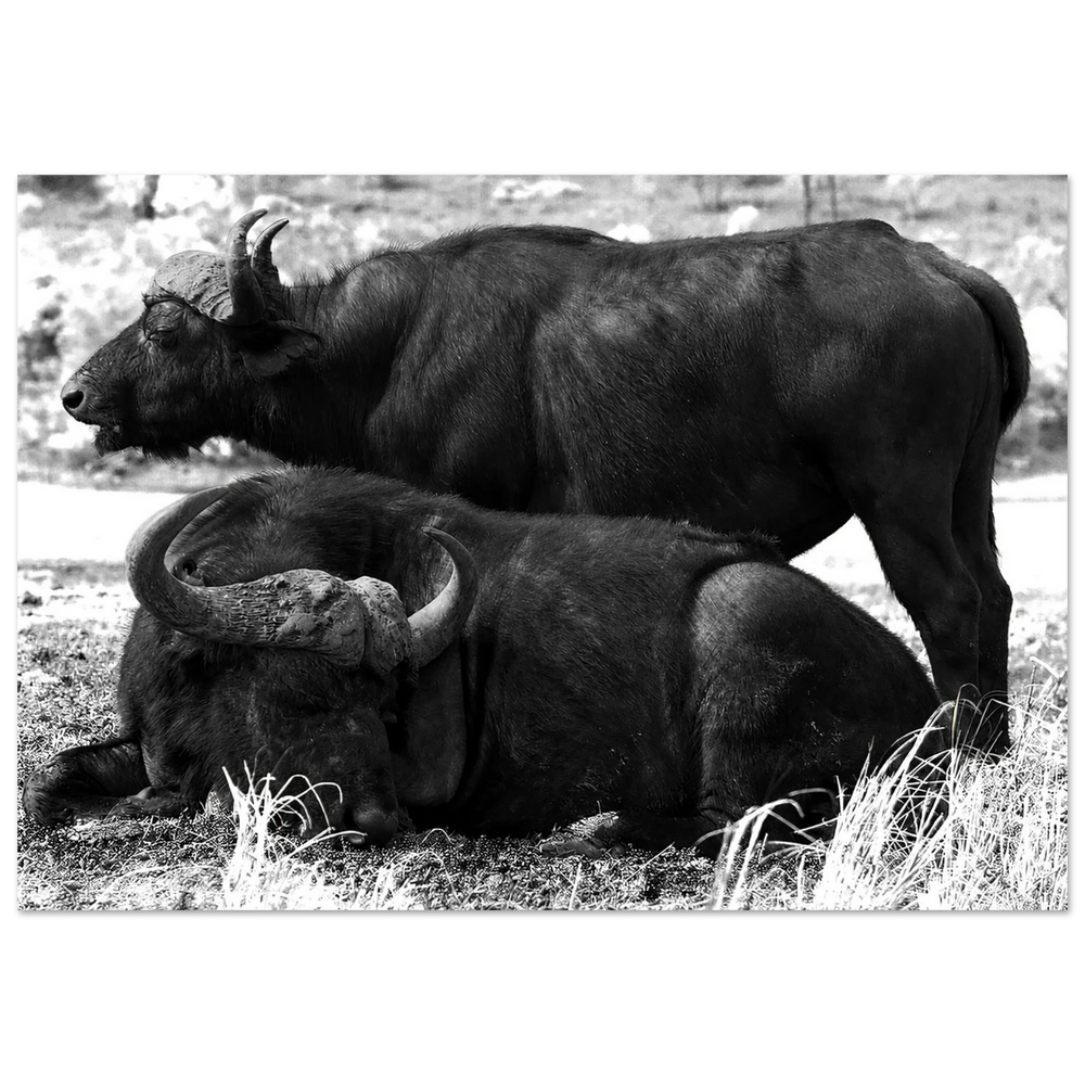 Two water buffalo in Botswana, one standing while the other rests – On Guard Aluminum Print by Robert Moss