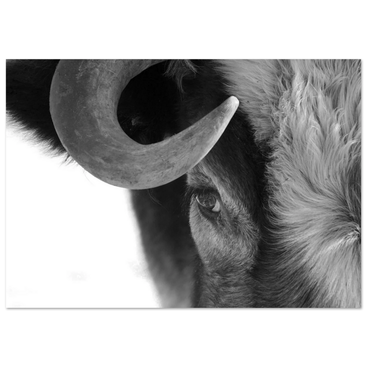 Bull