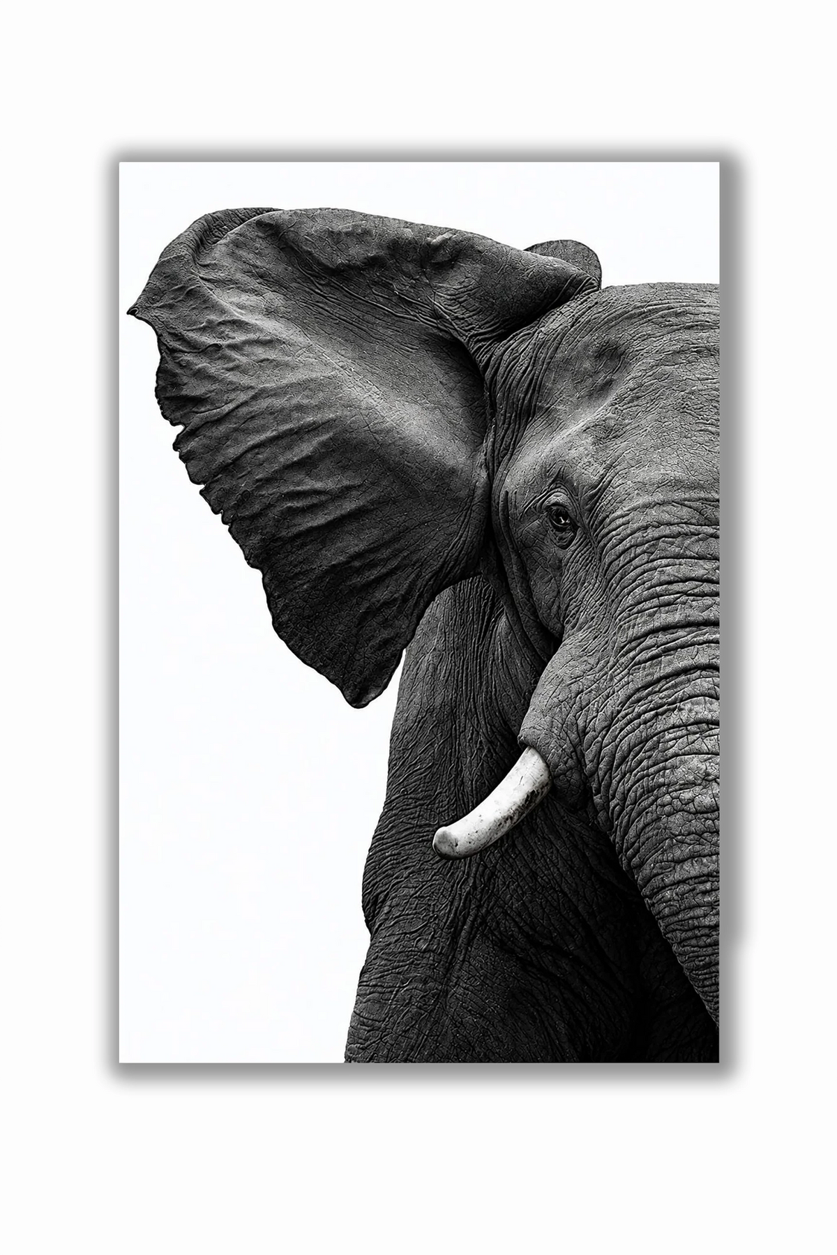 A black and white photographic art print of an African elephant, showing a close-up of its textured skin, large ear, and tusk against a white background.