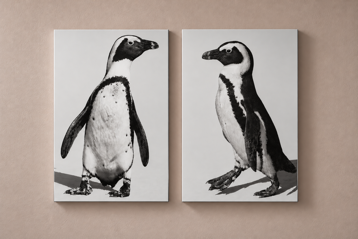 Marching and Dancing South African Penguins, Bundle Aluminum Prints Robert Moss Fine Art