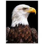 c562ea95-e8da-422b-91a6-54c3450d20b4