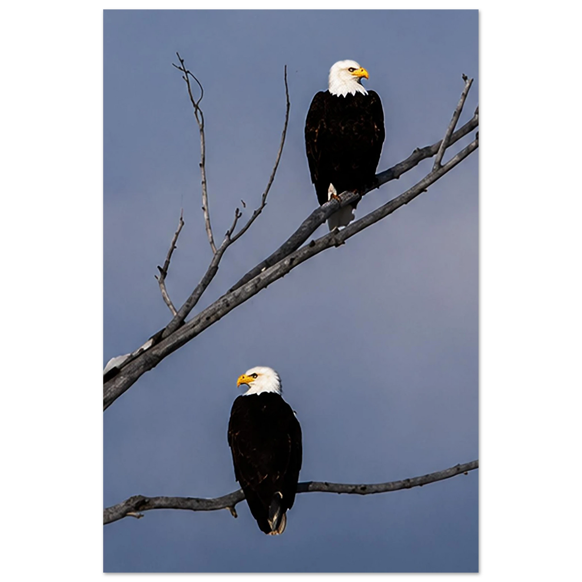 f69e1bf8-d022-4e23-b668-6307ef4f8620